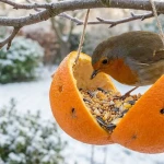 Oiseau mangeant des graines dans une orange suspendue