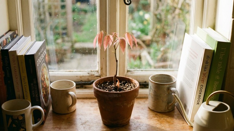 découvrez le secret méconnu d'un noyau oublié pour faire fleurir une plante spectaculaire chez vous et embellir votre intérieur naturellement.